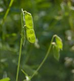 Vicia hirsuta. Незрелые плоды с сидящими насекомыми. Пермский край, г. Пермь, Кировский р-н, окр. Красавинского моста, недалеко от садовых участков, около грунтовой дороги, на луговом склоне. 7 августа 2017 г.