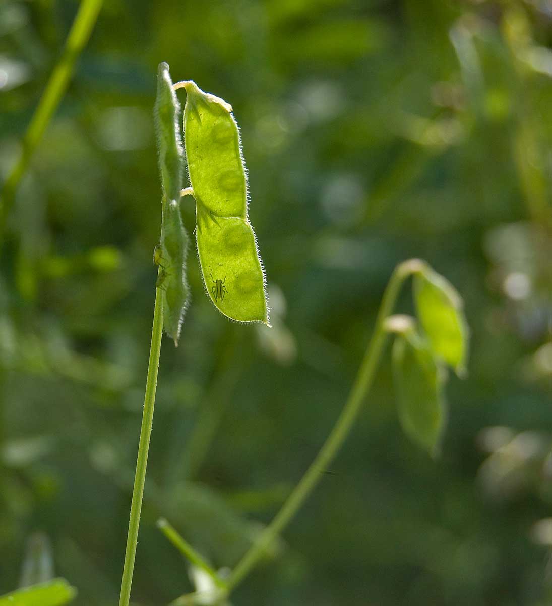 Изображение особи Vicia hirsuta.