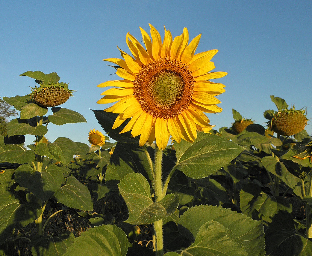 Изображение особи Helianthus annuus.