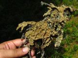 Image of taxon representative. Author is Николай Степанов
