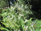 Arthropodium cirratum