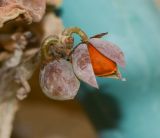 Commiphora gileadensis