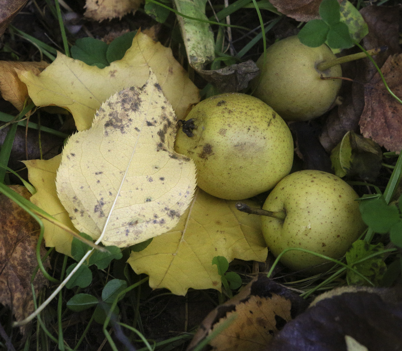 Image of Pyrus ussuriensis specimen.