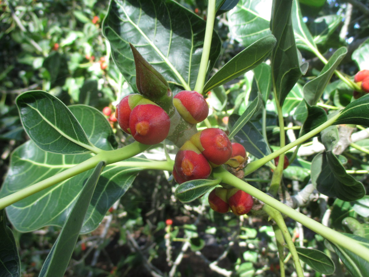 Изображение особи Ficus benghalensis.