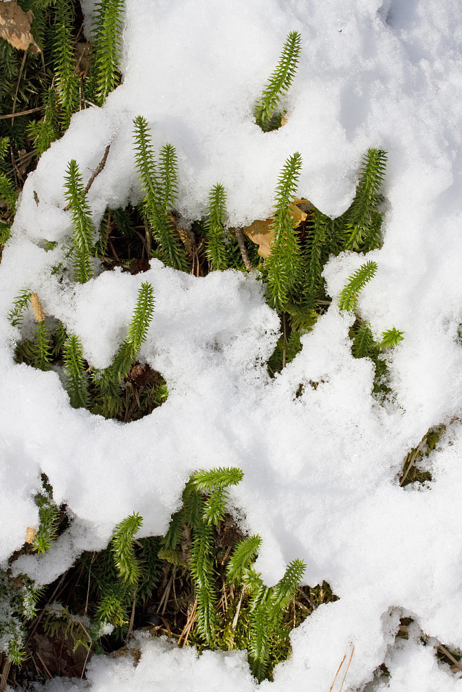 Изображение особи Lycopodium annotinum.