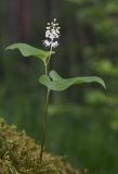 Maianthemum bifolium. Цветущее растение. Республика Алтай, Шебалинский р-н, окр. с. Камлак, правый борт долины р. Сема, надпойменная терраса, сосновый лес. 01.06.2017.