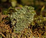 genus Cladonia. Слоевище на старом пне. Средний Урал, Пермский край, Добрянский р-н, 3 км от ст. Ярино к востоку, смешанный лес. 14 октября 2017 г.