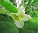 Alkekengi officinarum. Верхушка побега с цветком и бутоном. Коми, г. Сыктывкар, в культуре. 31.07.2016.