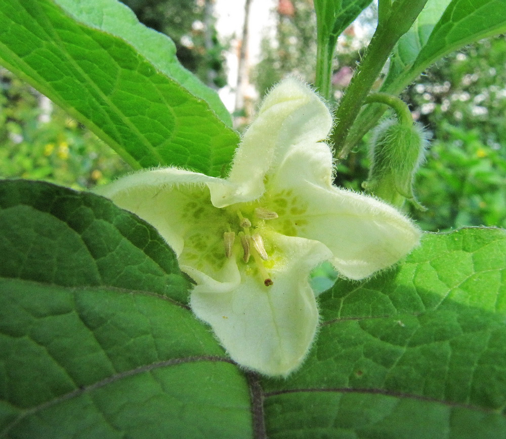 Изображение особи Alkekengi officinarum.