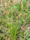 Carex supina