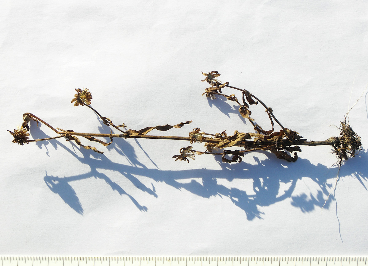 Image of Bidens cernua specimen.