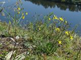 Youngia tenuifolia