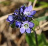 Veronica alpina