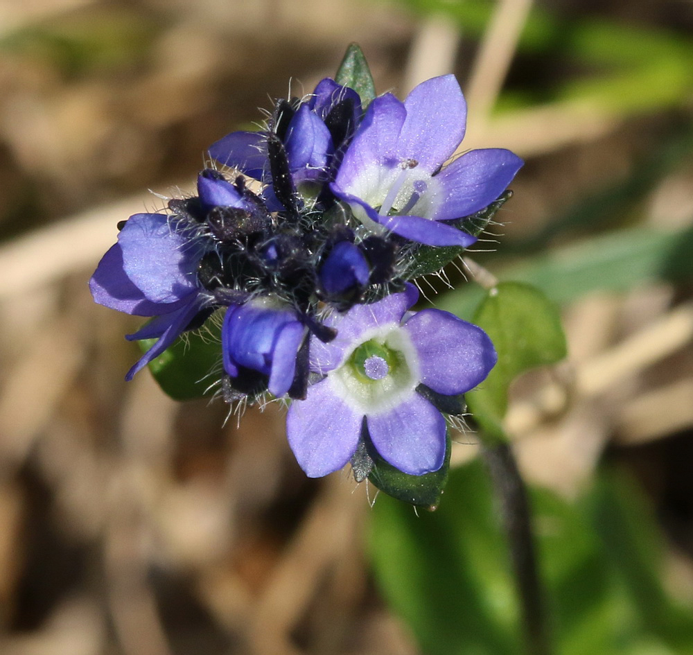 Image of Veronica alpina specimen.