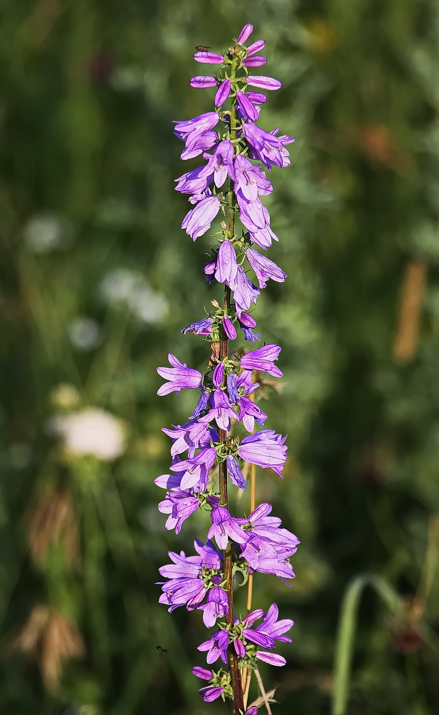 Image of Campanula bononiensis specimen.