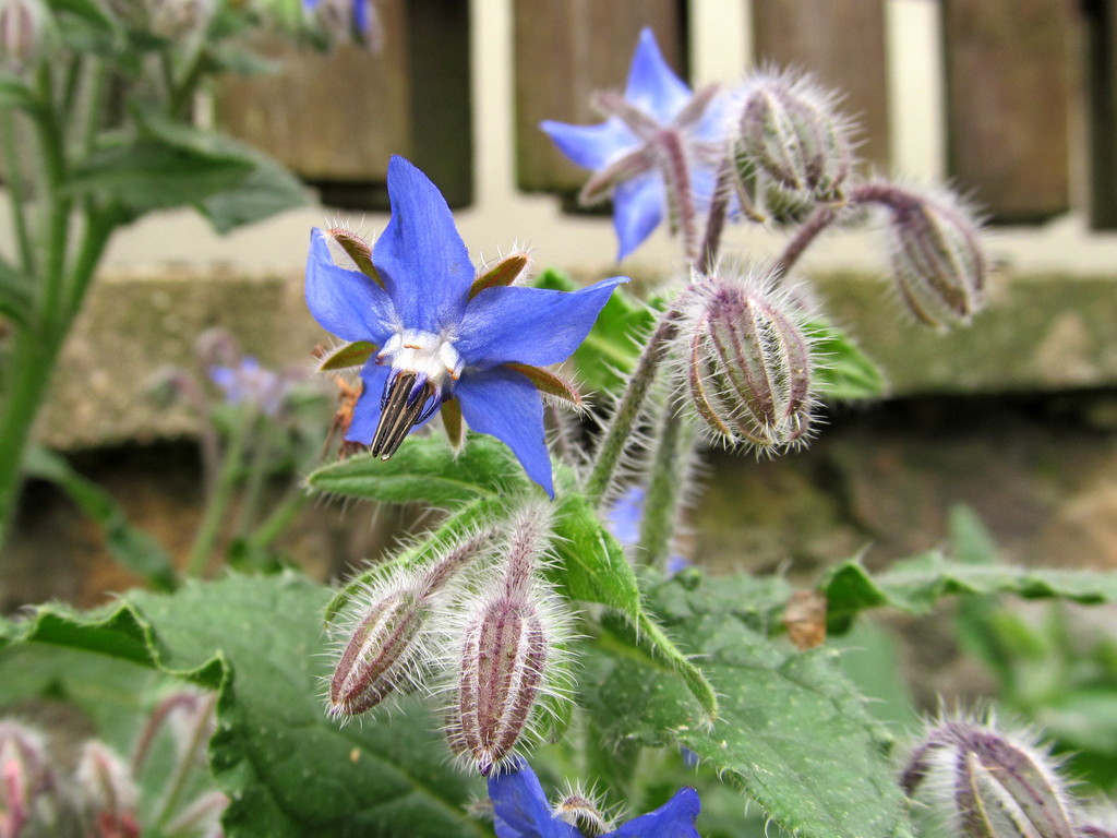 Image of Borago officinalis specimen.