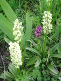 Dactylorhiza romana ssp. georgica