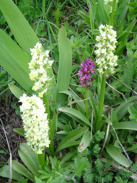 Image of Dactylorhiza romana ssp. georgica specimen.