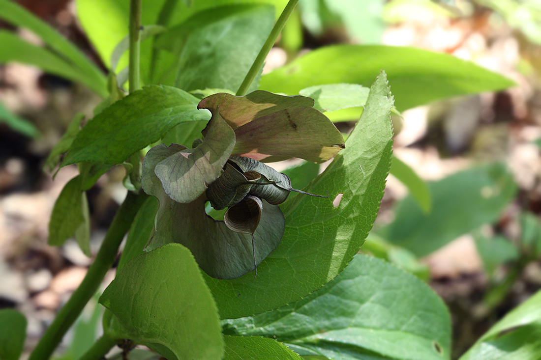 Изображение особи Helleborus orientalis.