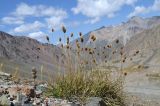 Calamagrostis anthoxanthoides