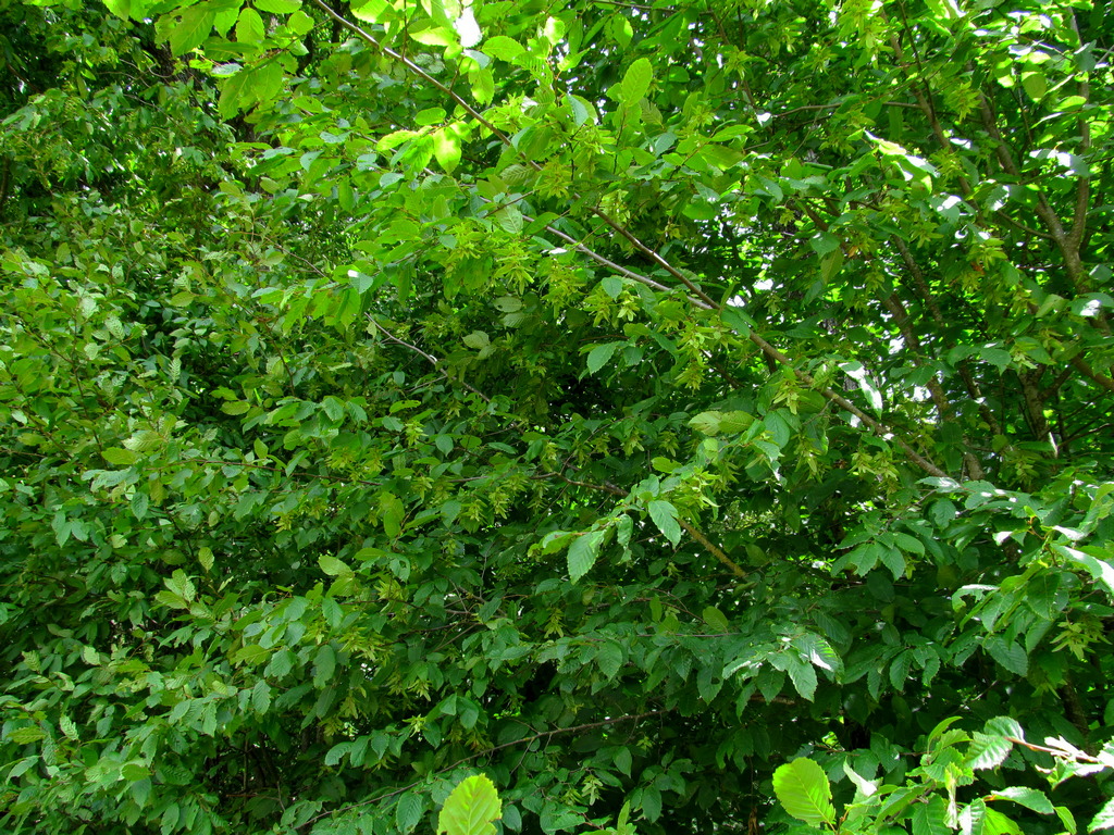 Image of Carpinus betulus specimen.