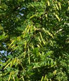 Caragana arborescens