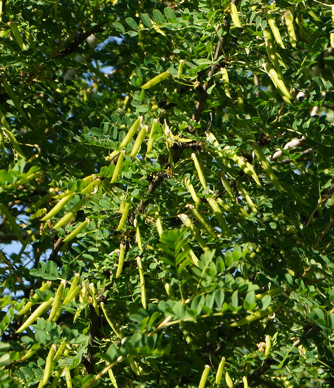 Image of Caragana arborescens specimen.