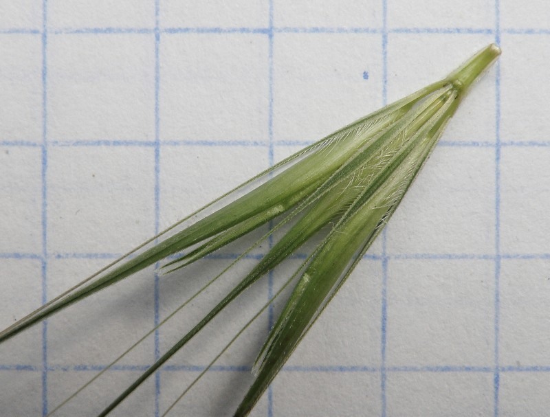 Image of Hordeum leporinum specimen.