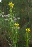 Barbarea orthoceras