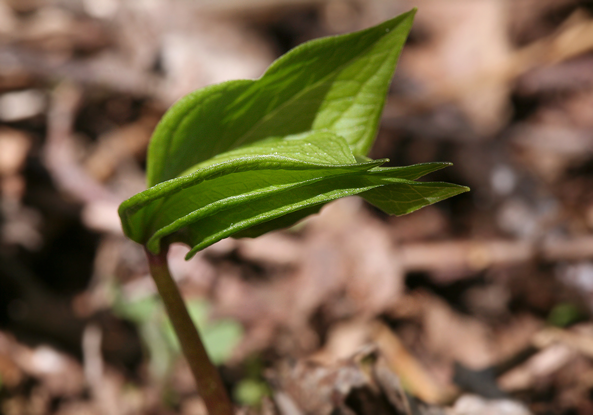 Изображение особи Paris quadrifolia.