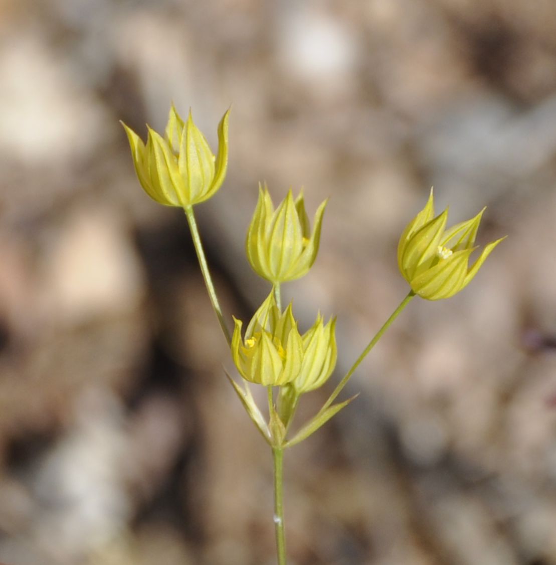 Изображение особи Bupleurum gracile.