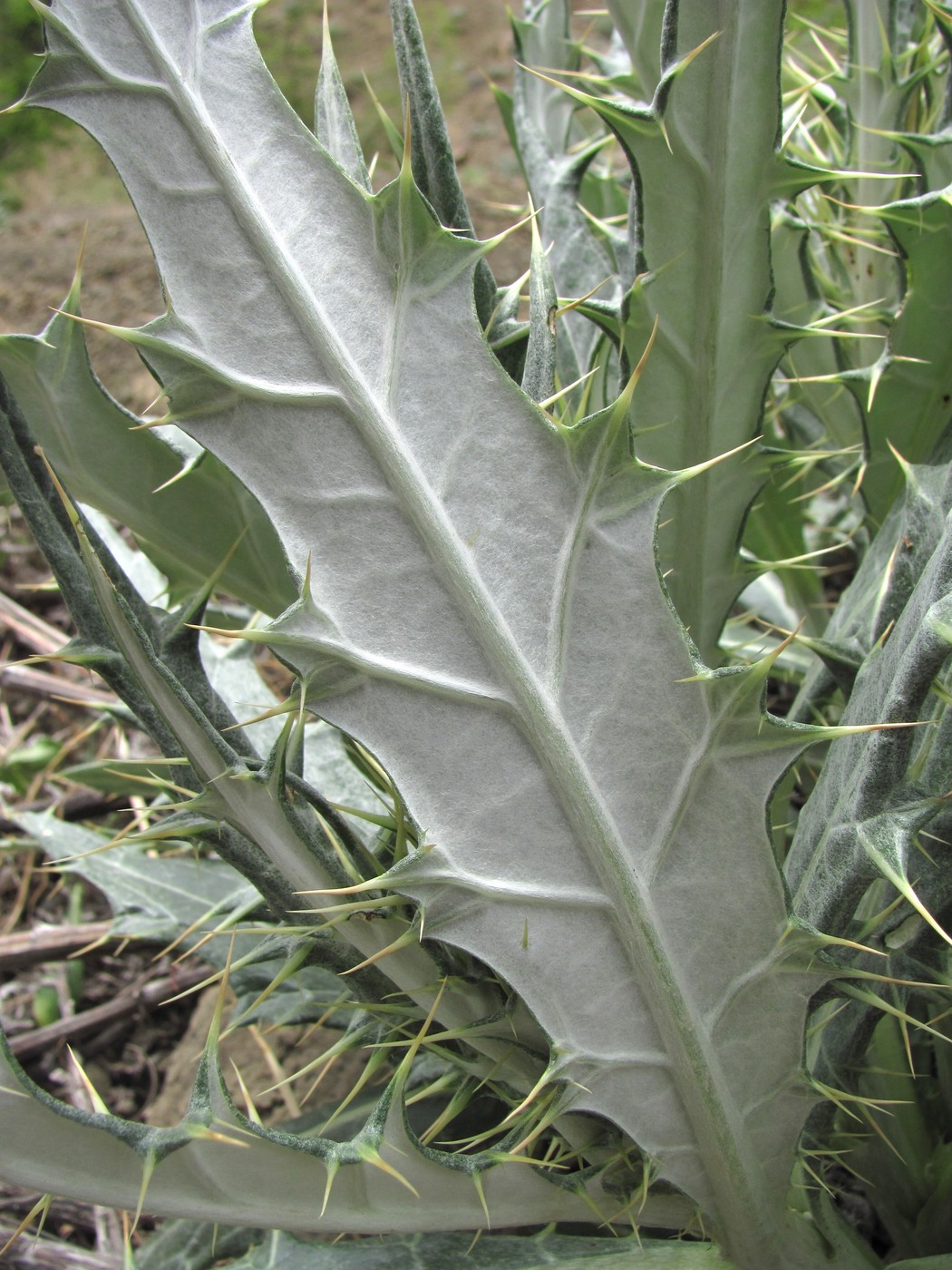 Image of Cirsium argillosum specimen.