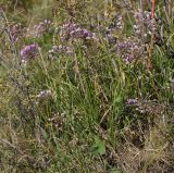 Allium rubens