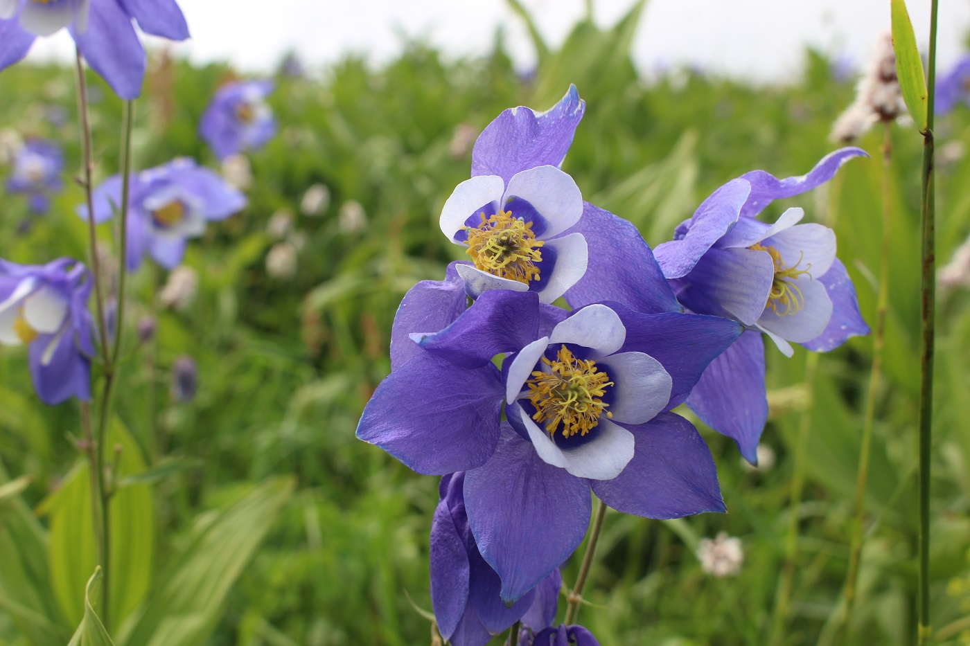 Изображение особи Aquilegia jucunda.