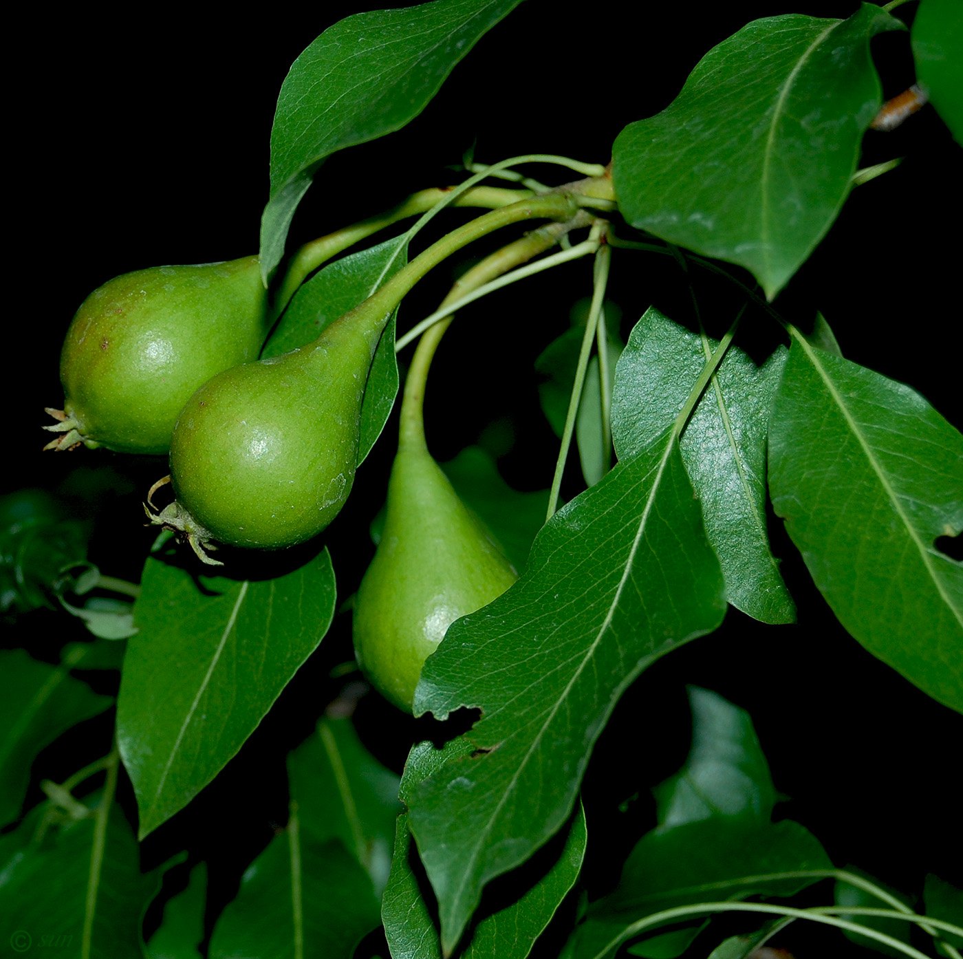 Image of Pyrus communis specimen.