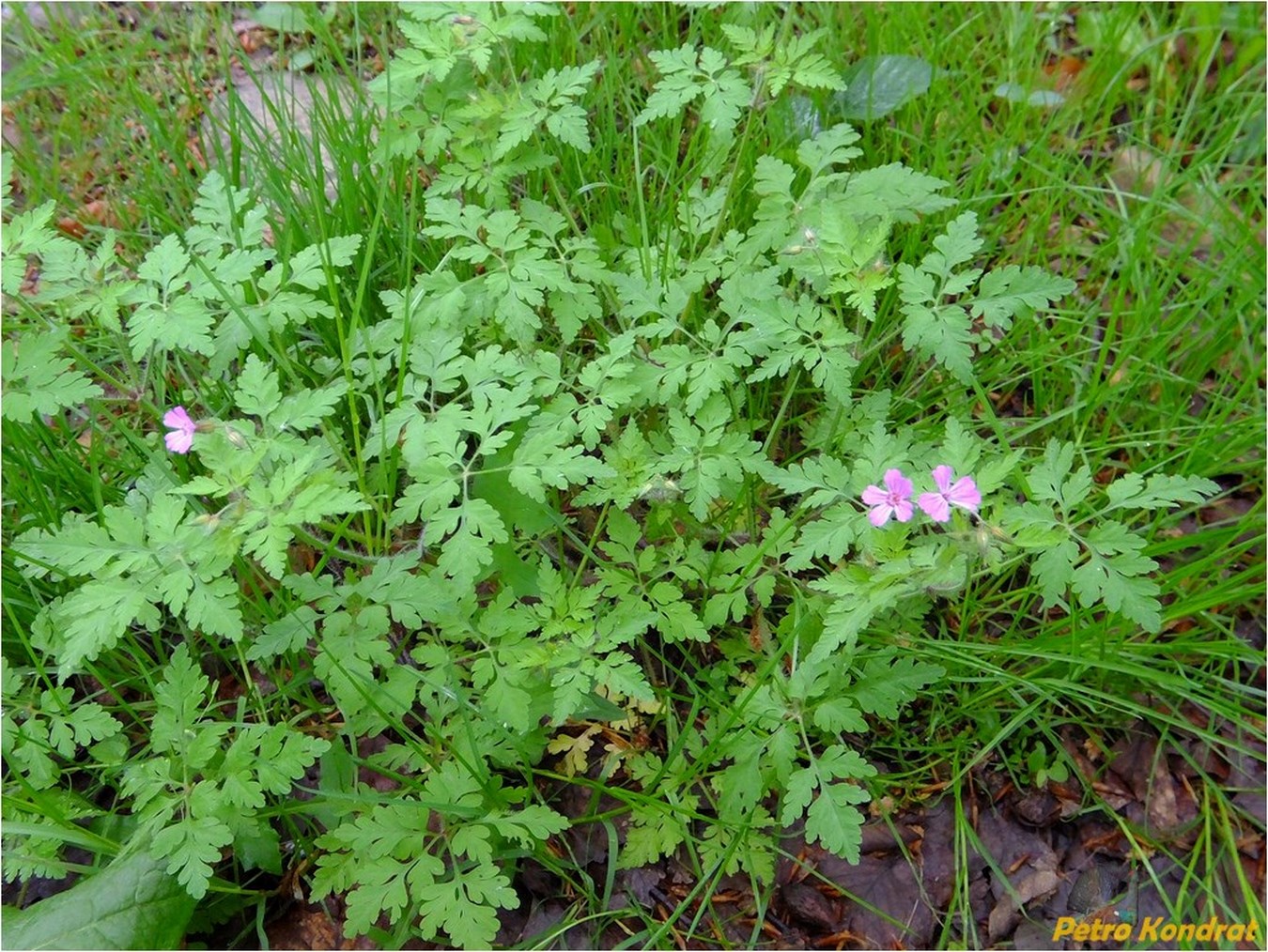 Image of Geranium robertianum specimen.