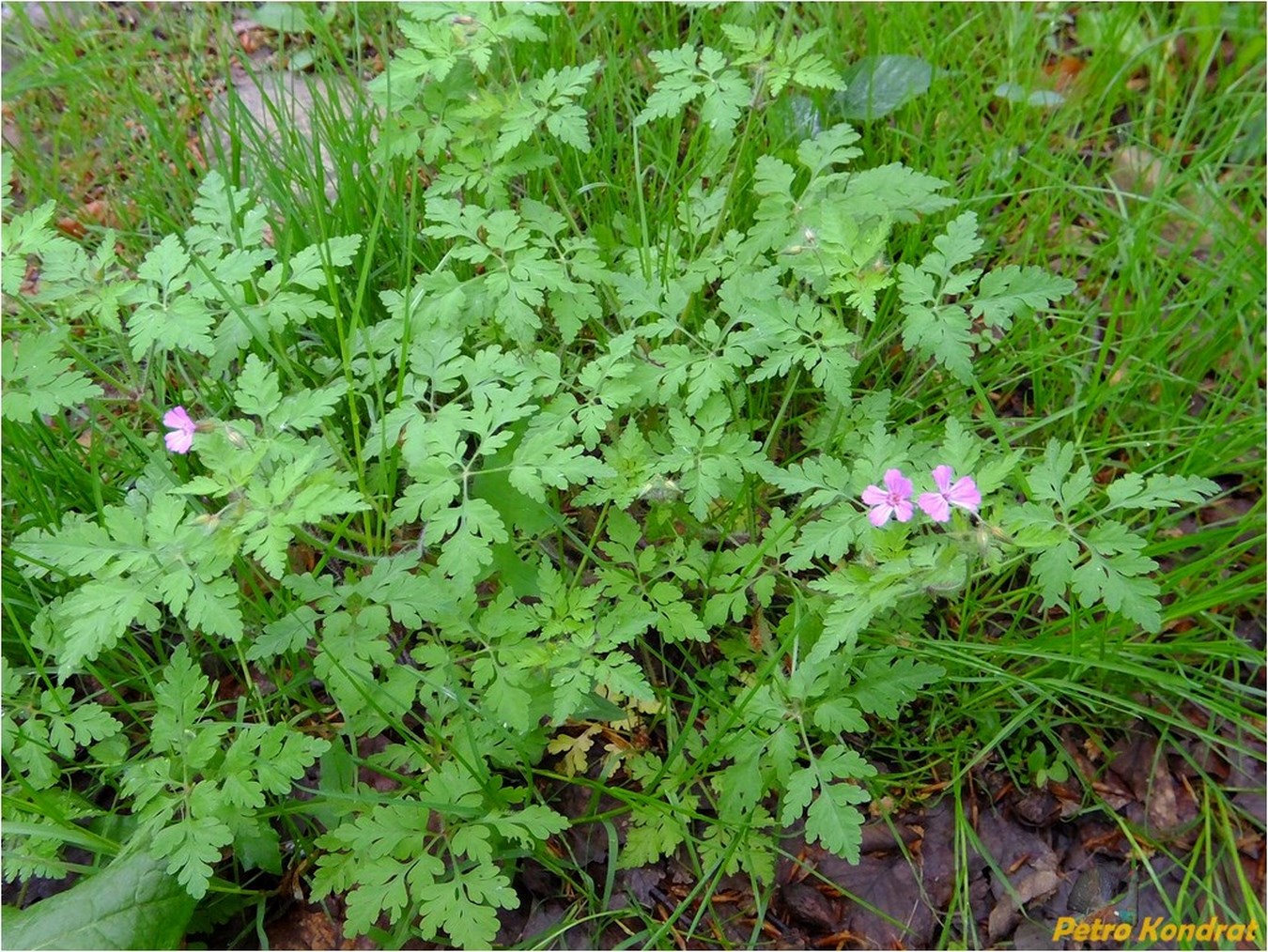 Изображение особи Geranium robertianum.