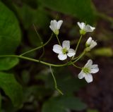 Cardamine amara. Верхушка цветущего растения. Пермский край, Свердловский р-н, кладбище \"Южное\", глинистое дно лога. 22.06.2018.