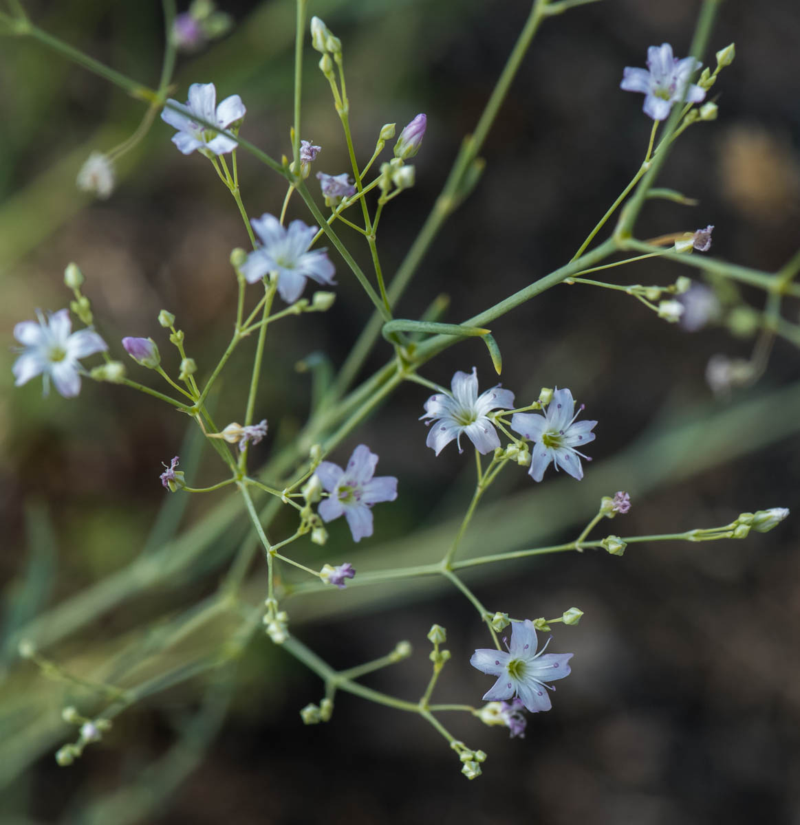 Изображение особи Gypsophila patrinii.