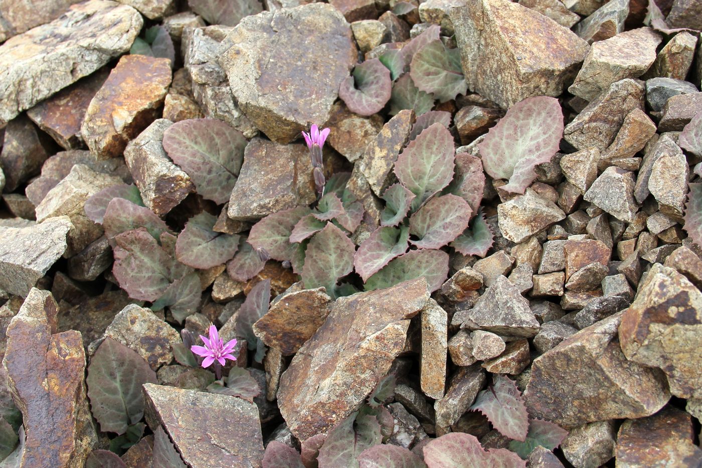 Image of Lactuca mira specimen.