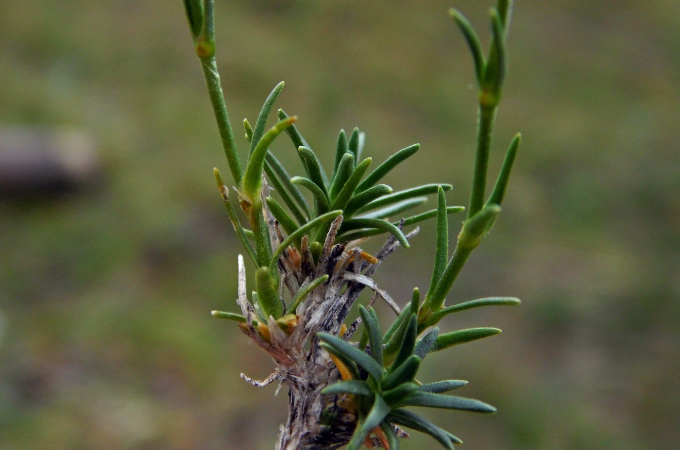 Изображение особи Minuartia circassica.