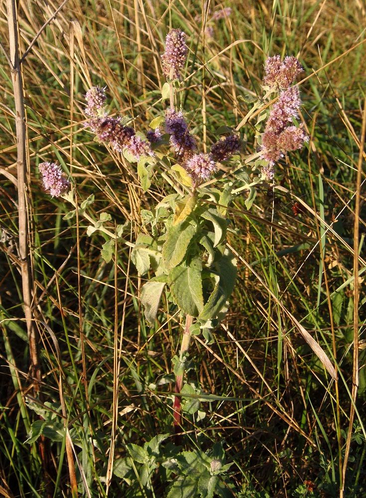 Image of Mentha longifolia specimen.