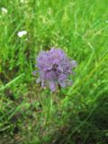 Armeria vulgaris