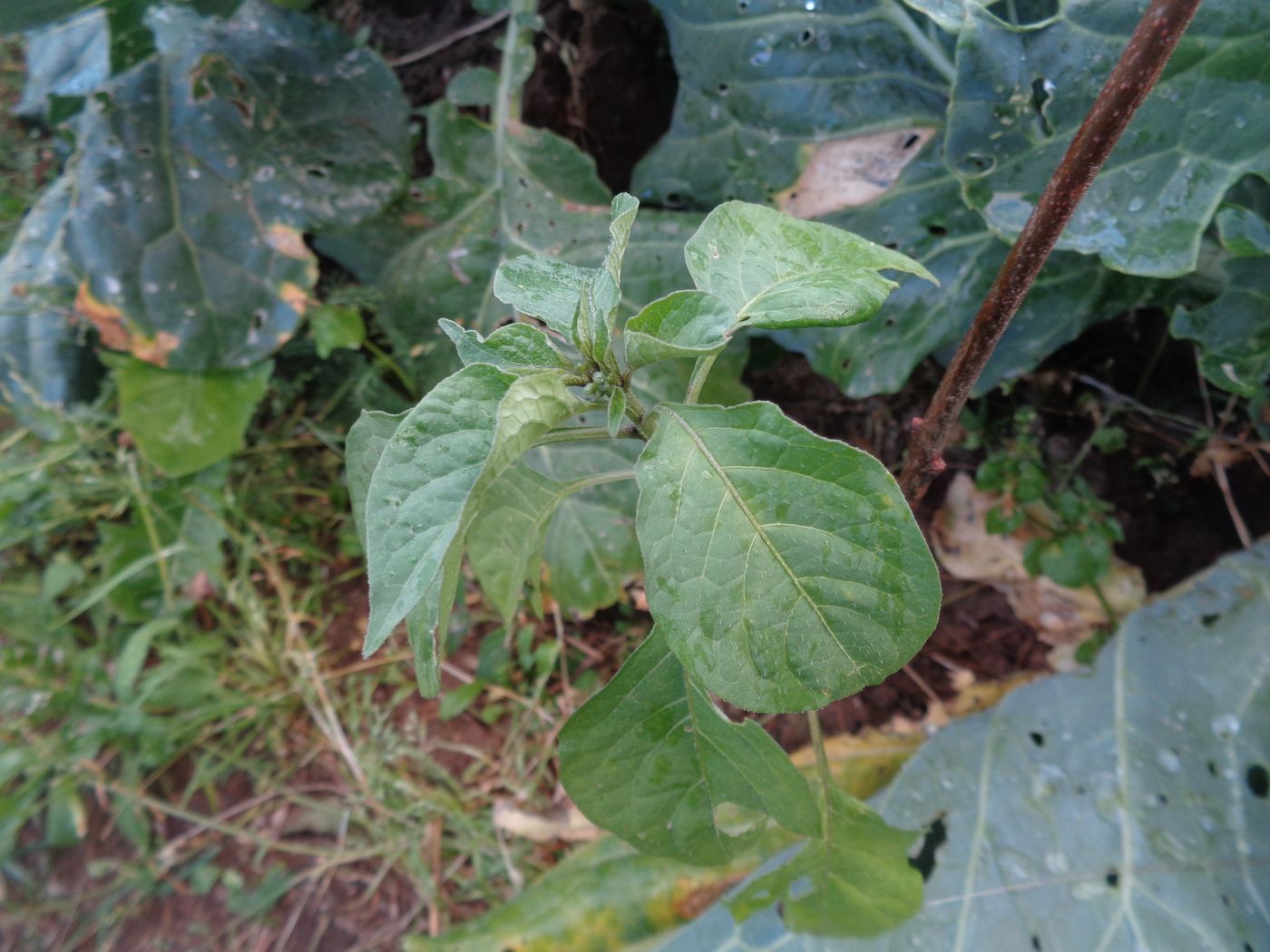 Image of Solanum scabrum specimen.