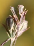 Bupleurum brachiatum