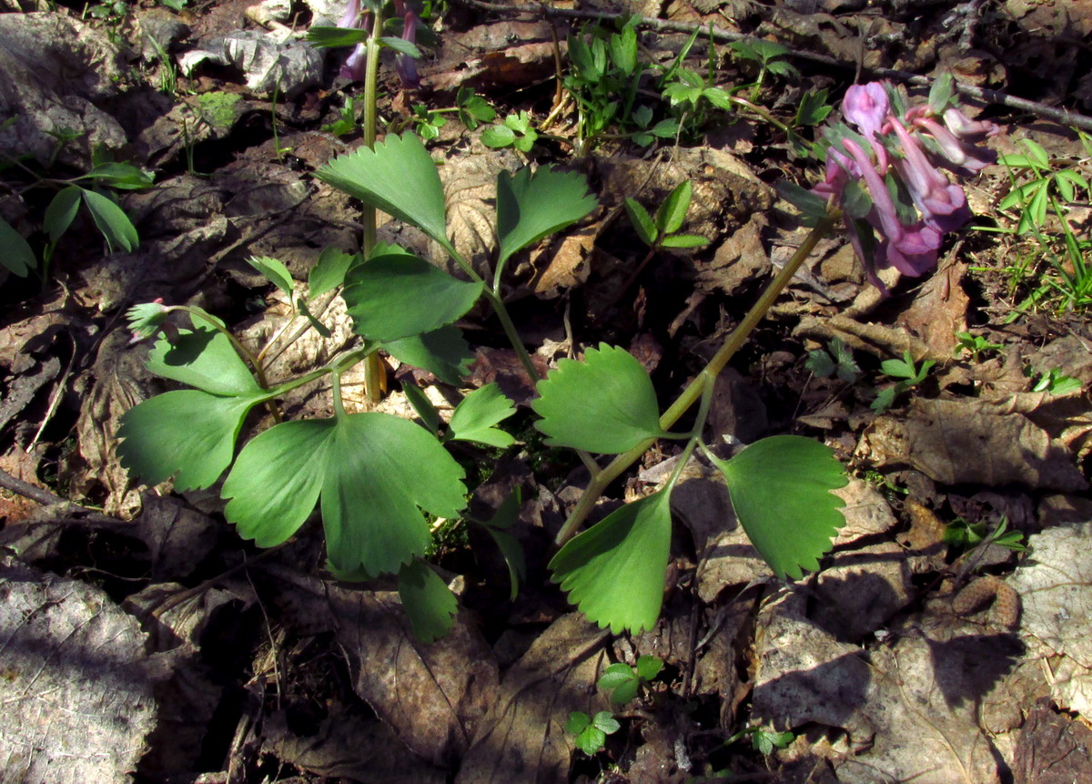 Image of Corydalis lacrimuli-cuculi specimen.