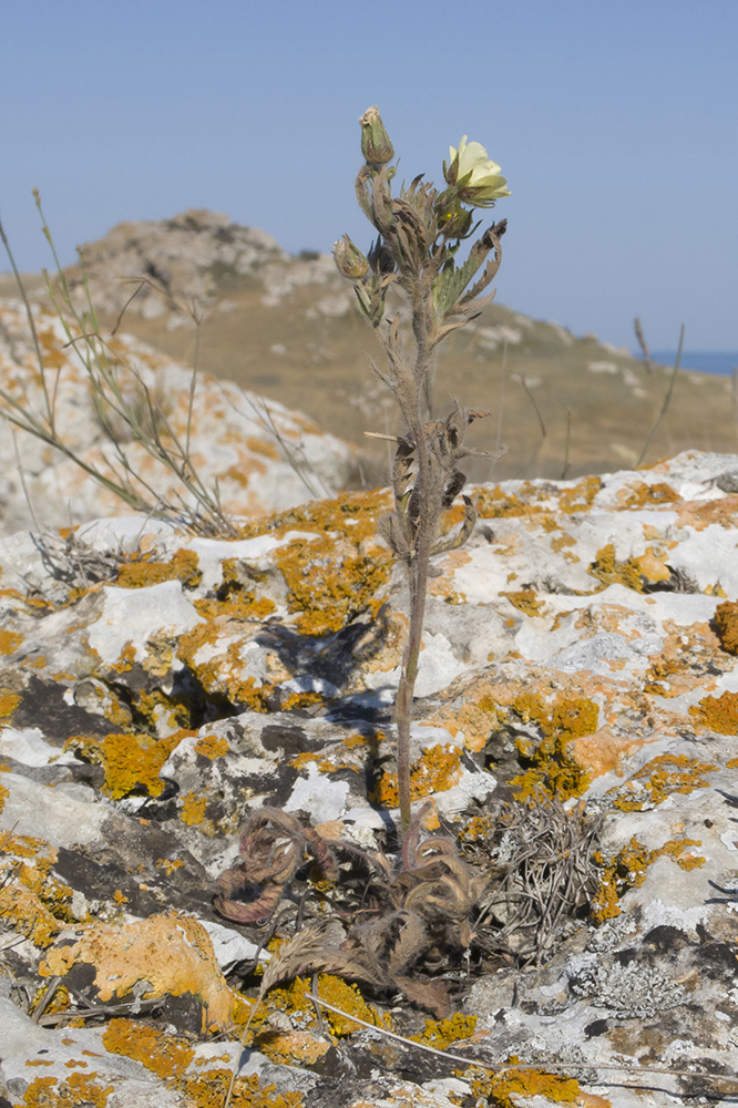 Image of Potentilla astracanica specimen.