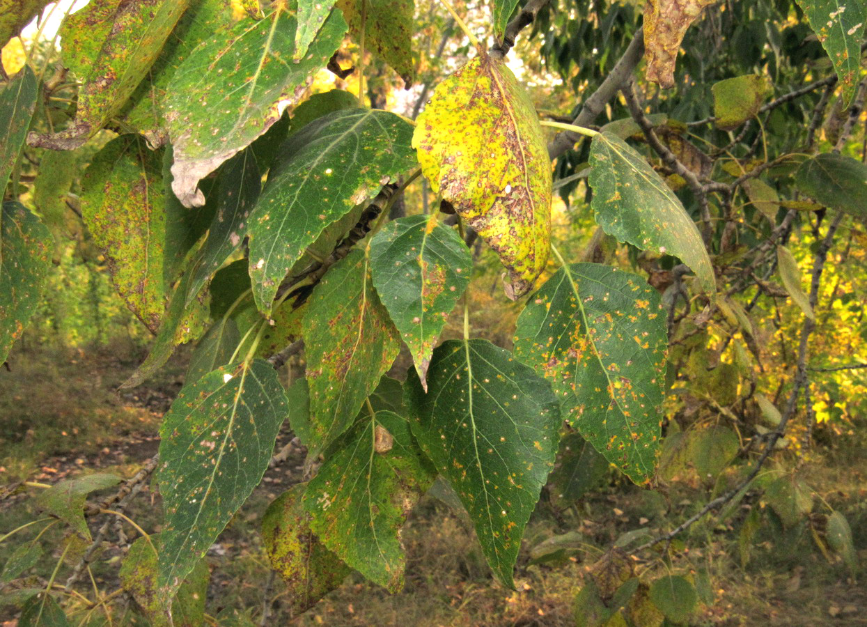 Image of genus Populus specimen.