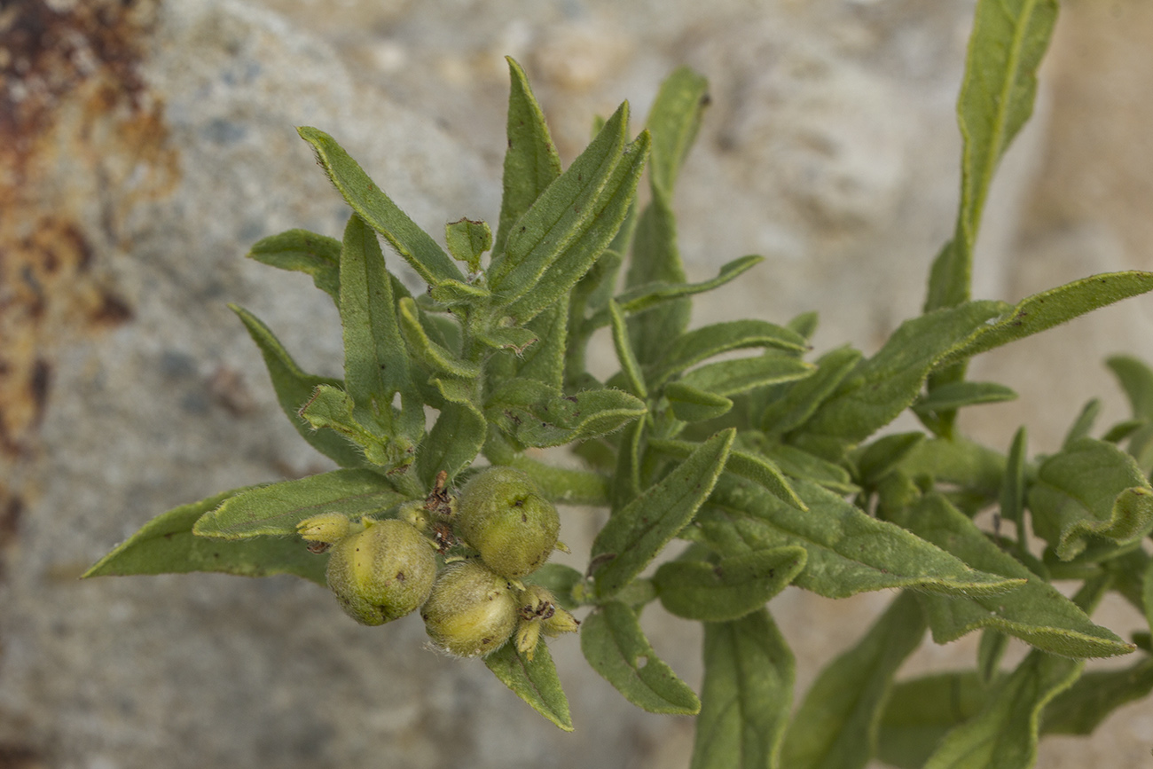 Image of Argusia sibirica specimen.