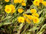 Inula auriculata